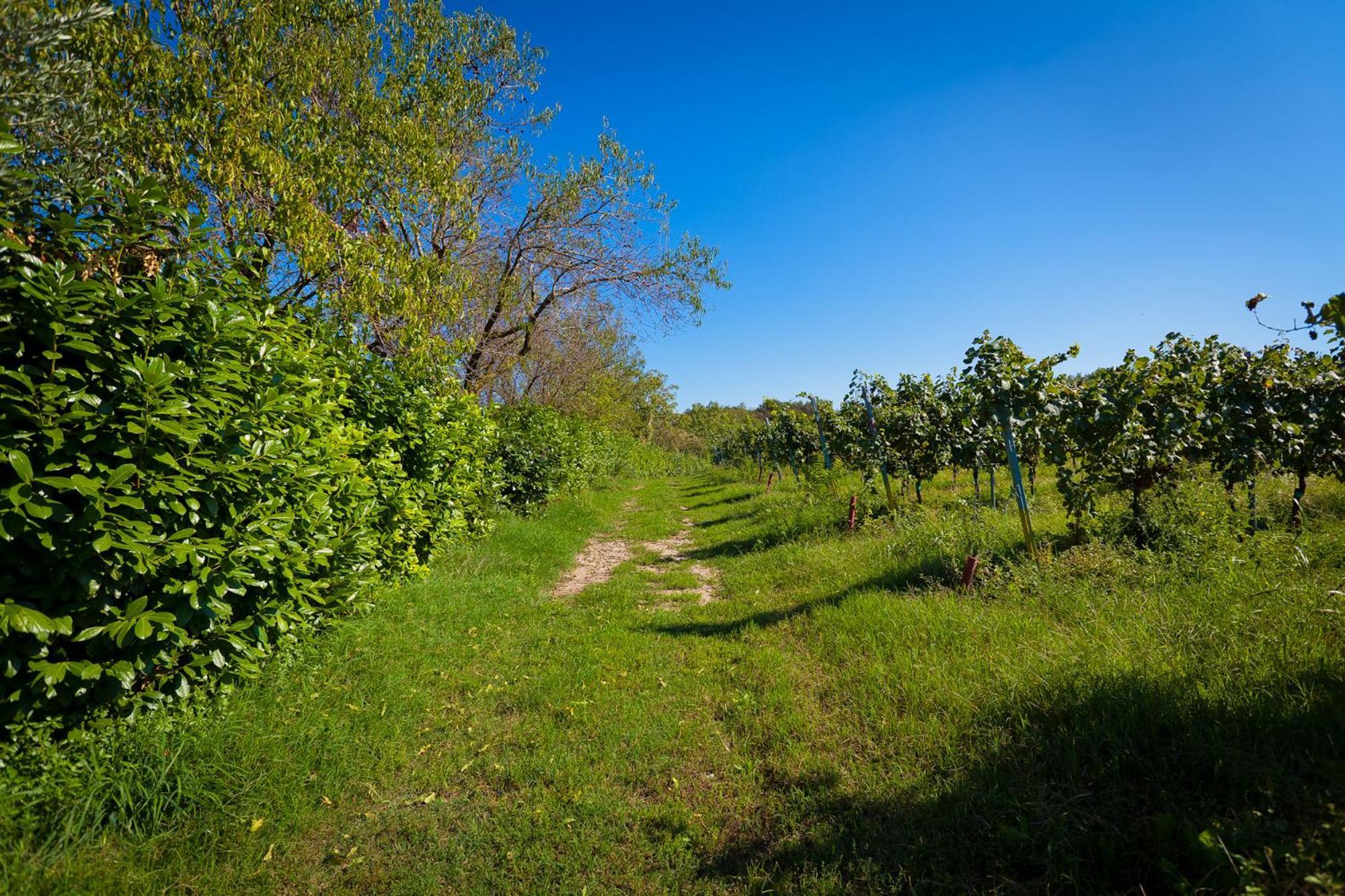Agriturismo Con Cucina Tipica Nuova Scardua Cavriana Kültér fotó