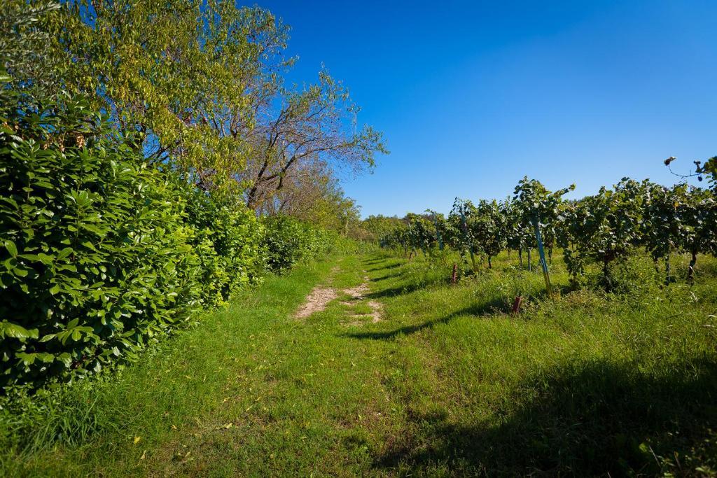 Agriturismo Con Cucina Tipica Nuova Scardua Vendégház Cavriana Kültér fotó